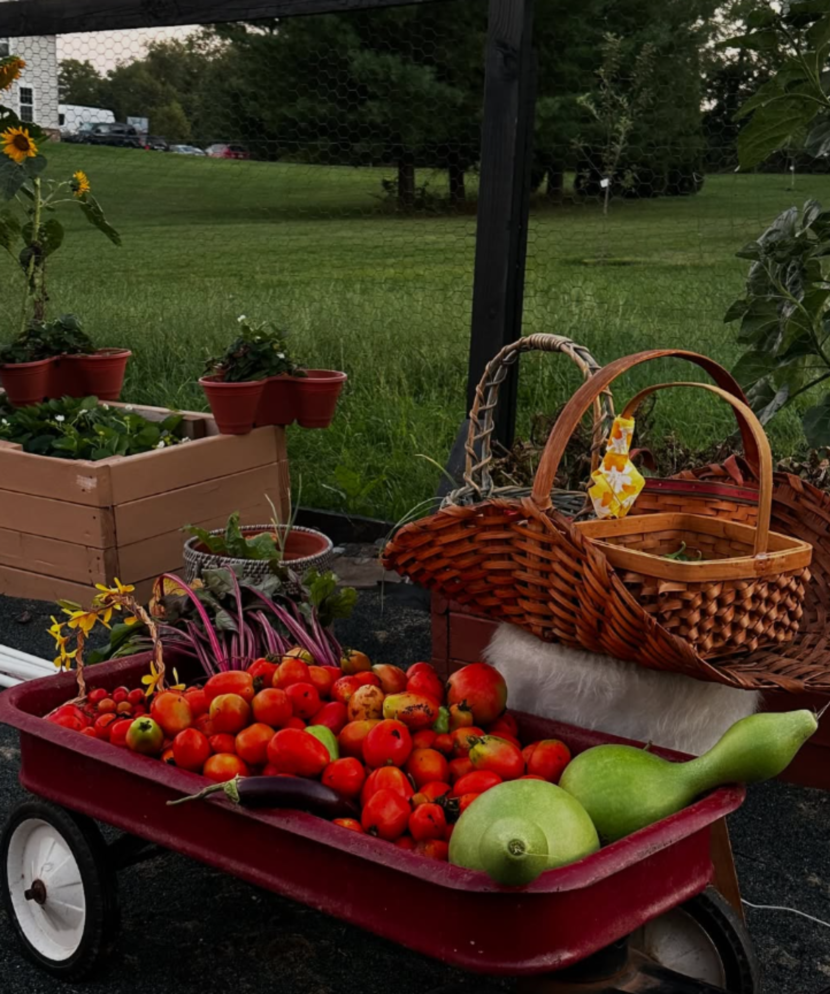 Fresh homegrown harvest from Leena’s Garden