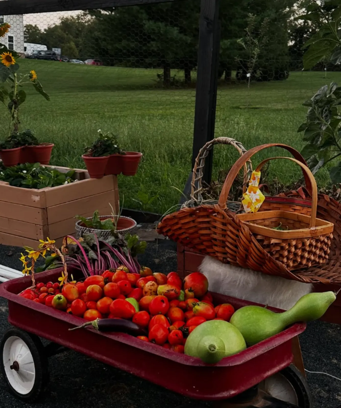 Leena’s Garden family harvest displayed outdoors