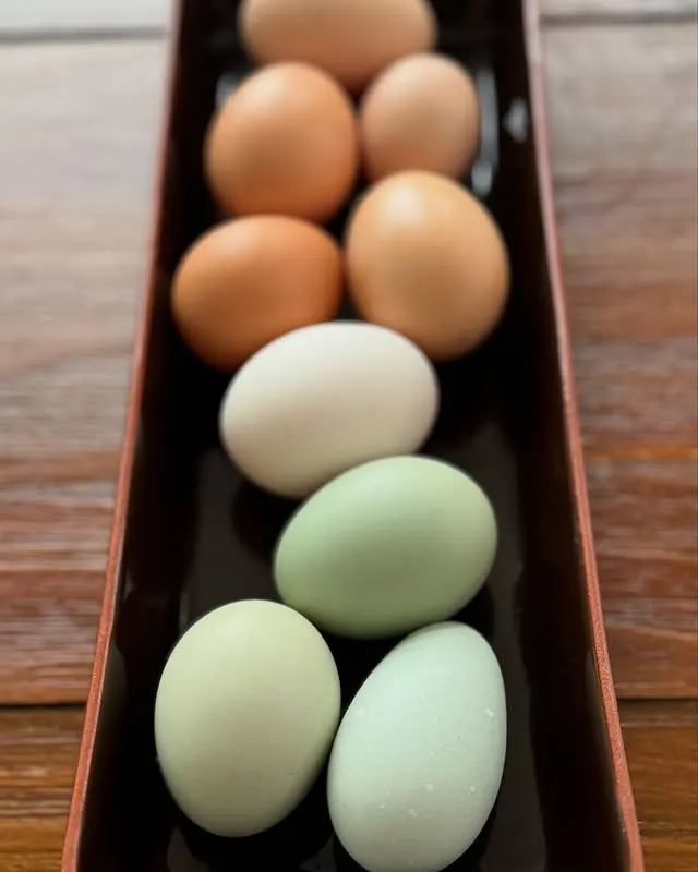 A basket of fresh farm eggs from a backyard flock