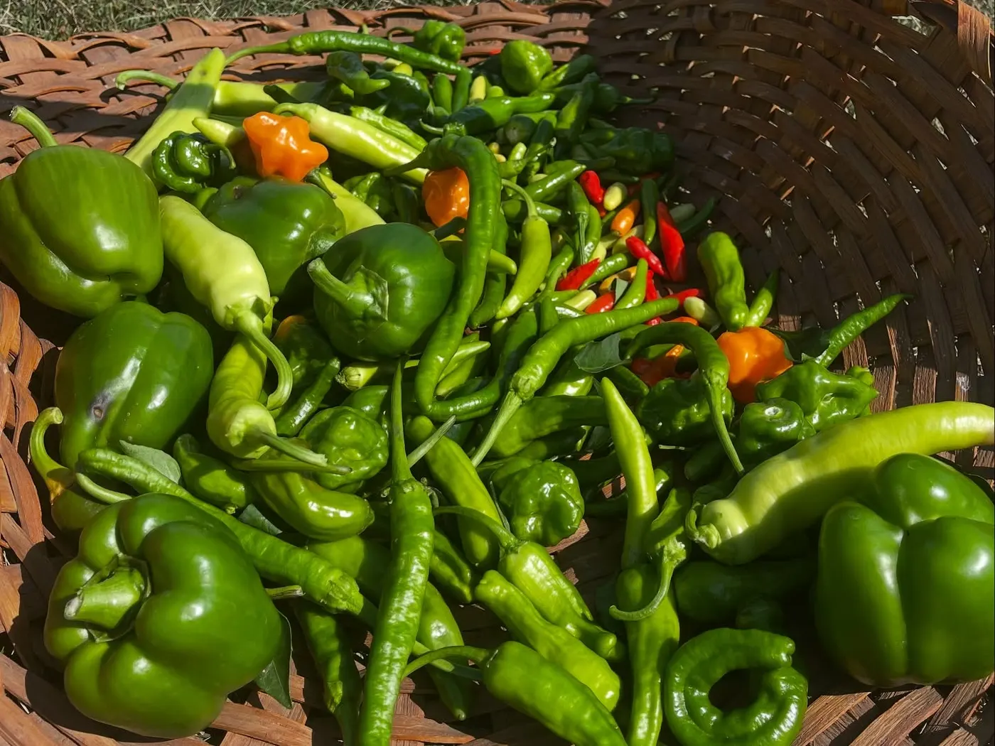 Freshly picked peppers from Leena’s Garden harvest